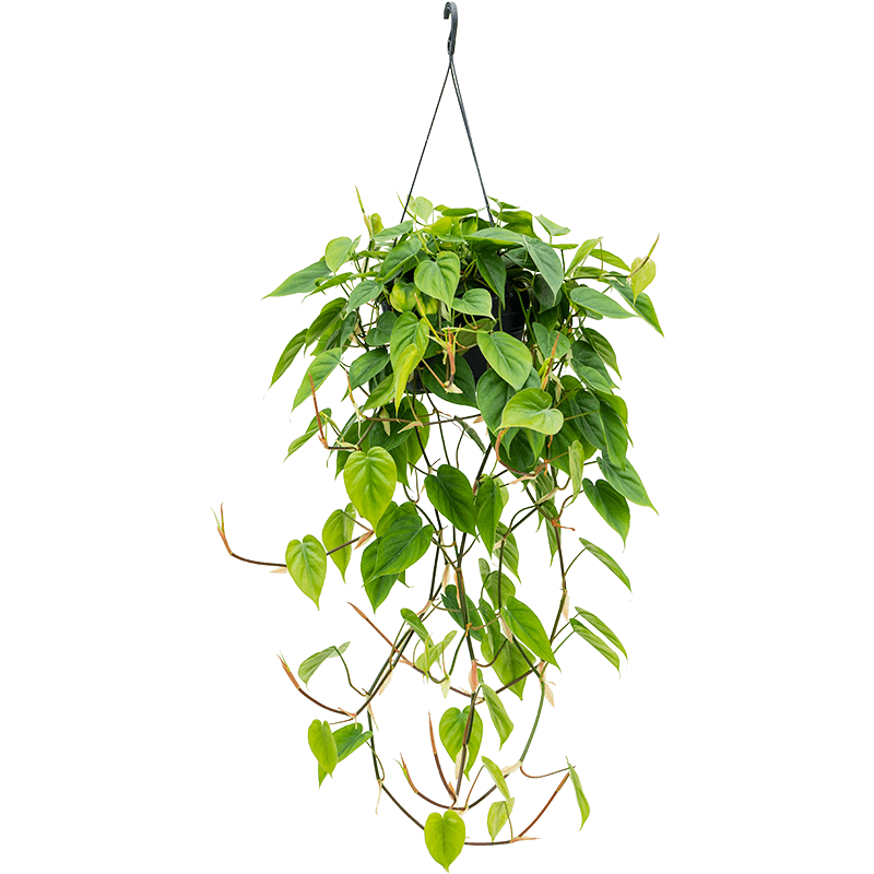 Hanging plant
