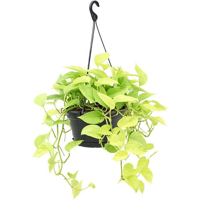 Hanging plant